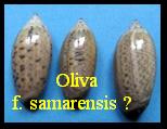 Oliva oliva f.samarensis Johnson,1915